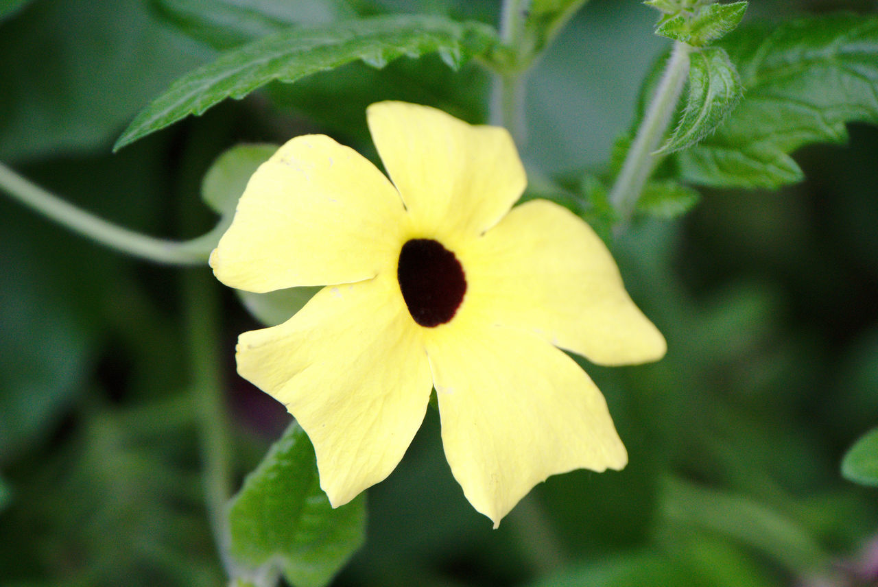 CLOSE-UP OF YELLOW ROSE FLOWER