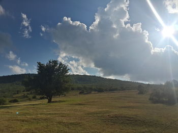 Trees on landscape against sky