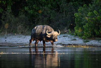 Elephant drinking water in lake