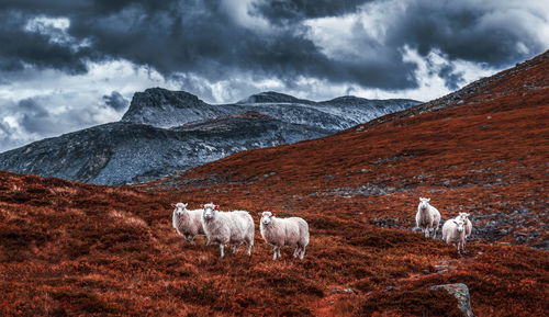 Sheep in a field with mountain range in background