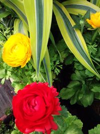 Close-up of yellow rose blooming outdoors