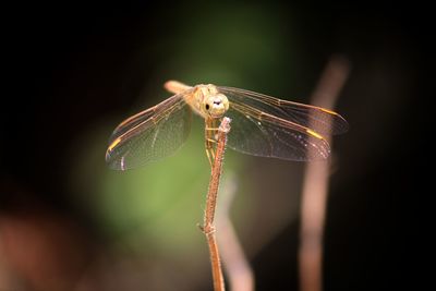 Close-up of dragonfly