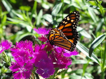 Close-up of butterfly on purple flower