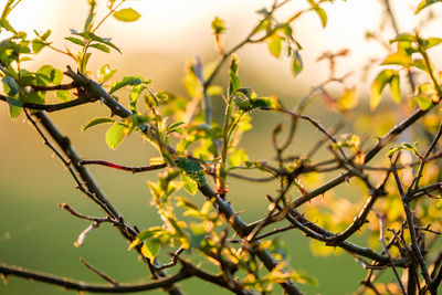 Low angle view of plant against blurred background