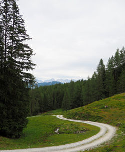 Scenic view of pine trees against sky