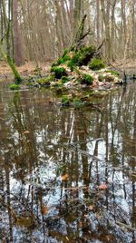 Scenic view of lake in forest