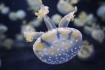 Close-up of jellyfish swimming in sea