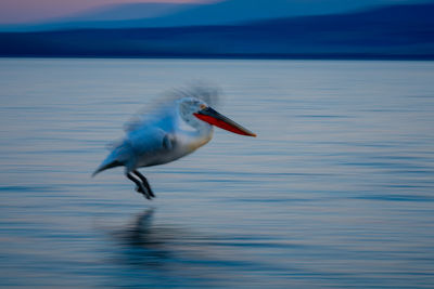 Bird in lake