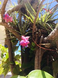 Close-up of flowers growing on tree