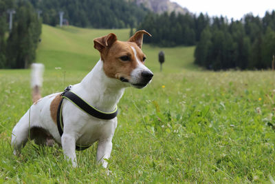 Close-up of dog on field