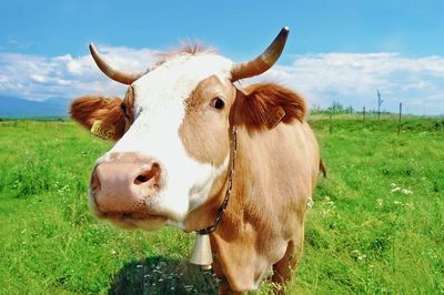 Portrait of cow on field against sky