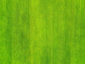 Full frame shot of green leaf