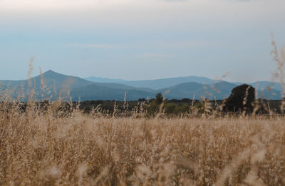 Panoramic view of field against sky