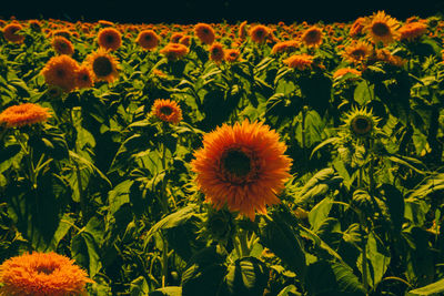 Close-up of yellow flowering plants on field