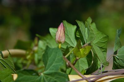 Close-up of pink leaves on plant