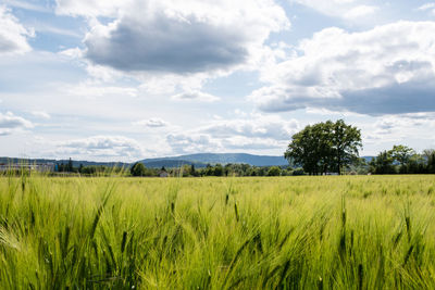 Scenic view of agricultural field against sky