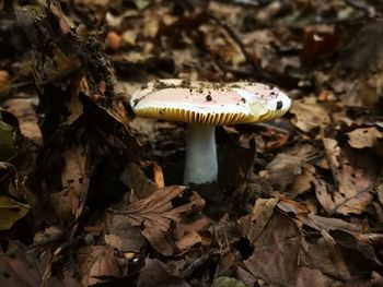 Close-up of mushroom growing on field