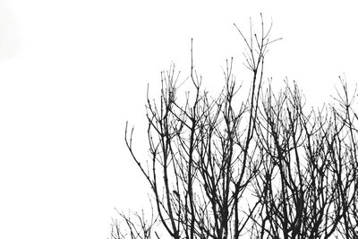 Low angle view of bare tree against clear sky