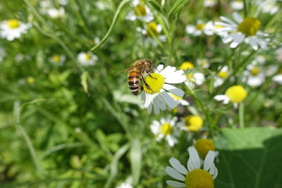 Close-up of bee pollinating on white flower