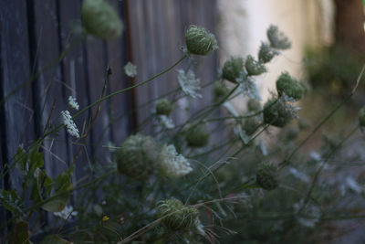 Close-up of flowering plant