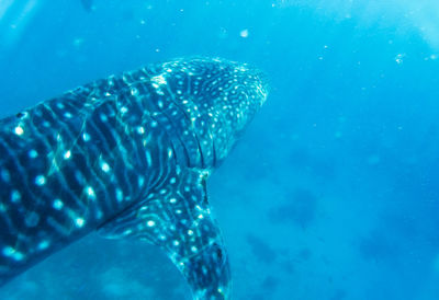 Fish swimming in sea