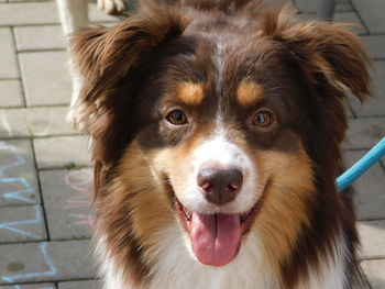 Close-up portrait of a dog