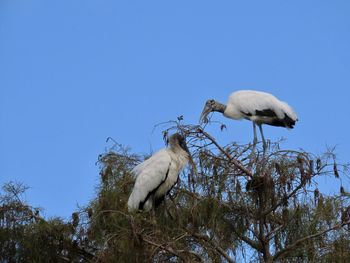 Wood storks in a tree