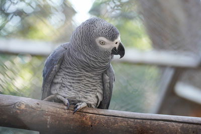 Close-up of parrot perching on railing