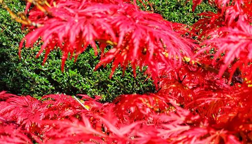 Full frame shot of red flowering plants