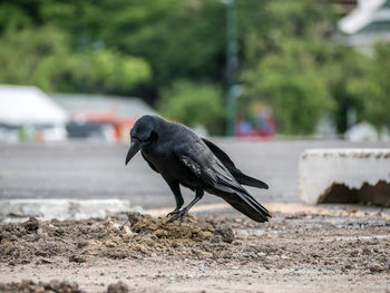 Bird perching on a land