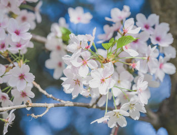 Close-up of apple blossoms in spring