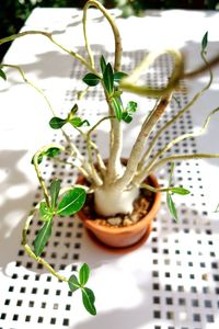 Close-up of potted plant on table