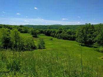 Scenic view of trees on field against sky