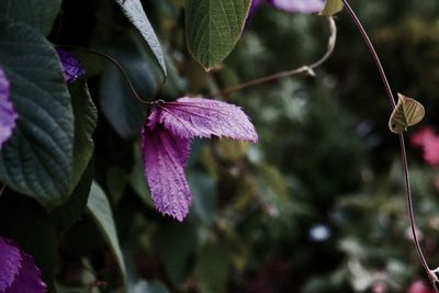 Close-up of purple flower