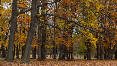 Close-up of autumn trees in forest