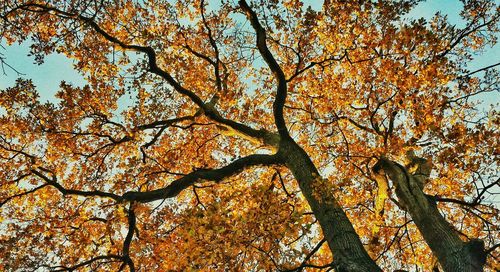 Low angle view of tree against sky