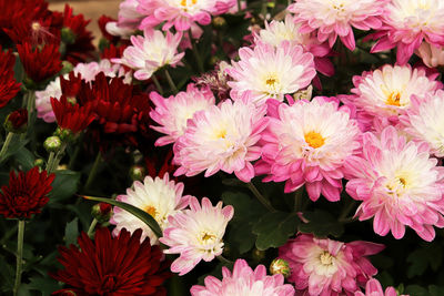 High angle view of pink daisy flowers