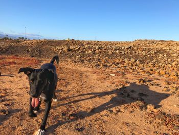 View of a dog on landscape