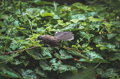 Close-up of bird flying