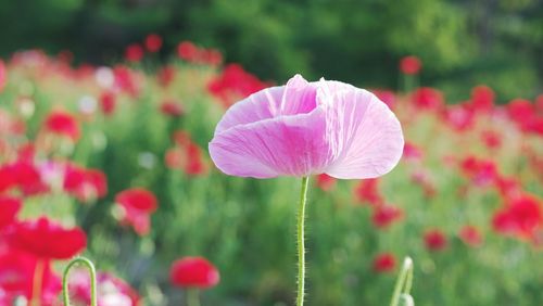 Close-up of pink flowering plants on field