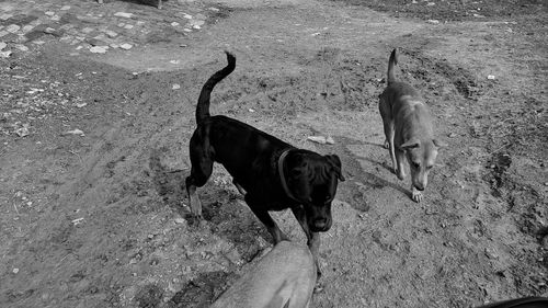 High angle view of dog standing on field