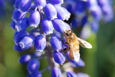 Close-up of bee pollinating on purple flower