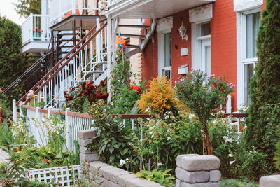 Flowers growing on steps of house