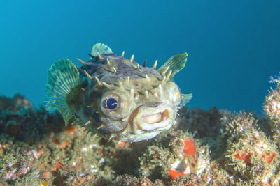 Close-up of fish swimming in sea