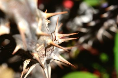 Close-up of plant against blurred background