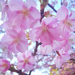 Close-up of pink flowers blooming on tree