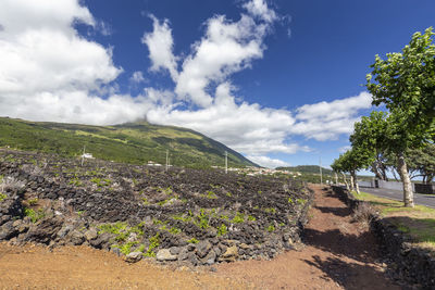 Plants growing on land against sky