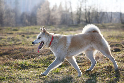 Side view of dog on field