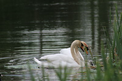 Swan swimming in lake