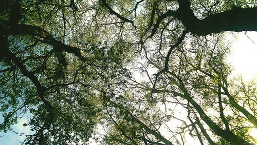 Low angle view of trees